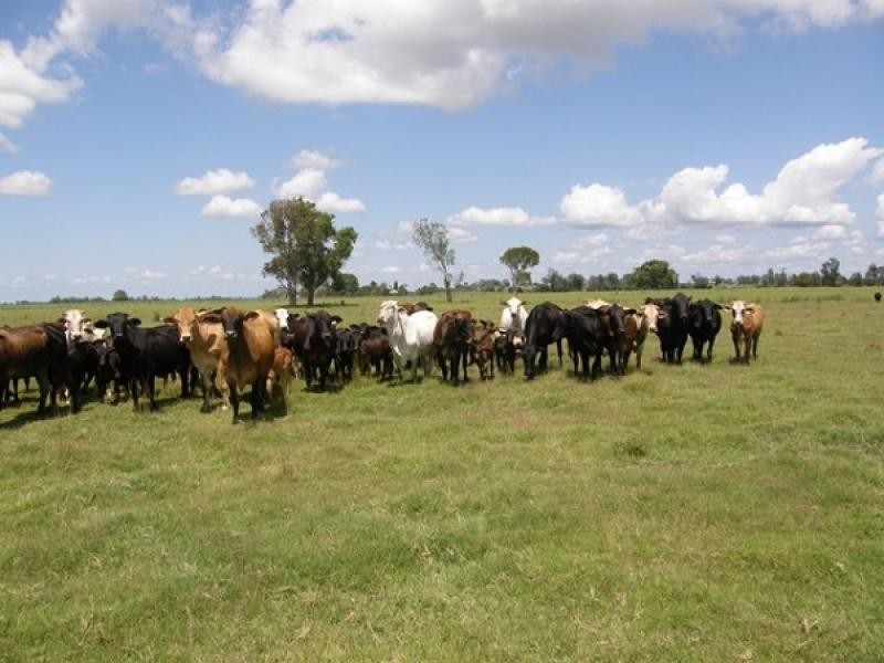 607 WOODFORD DALE ROAD, WOODFORD, Grafton NSW 2460