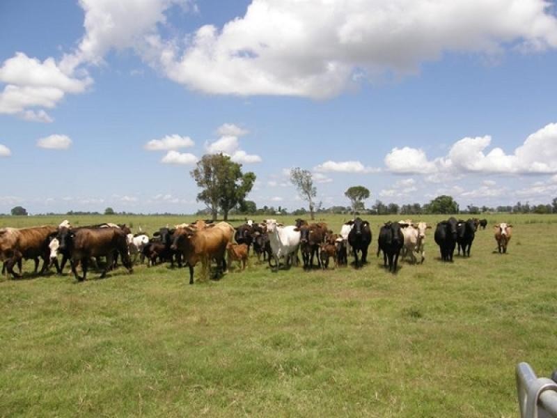 607 WOODFORD DALE ROAD, WOODFORD, Grafton NSW 2460