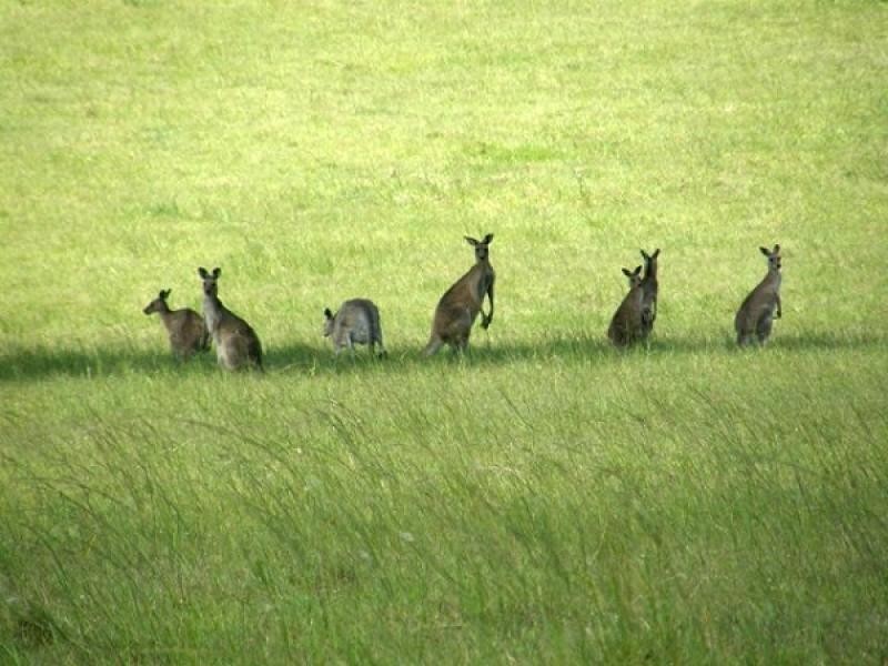 Lot 311 SELECTION LANE, Grafton NSW 2460