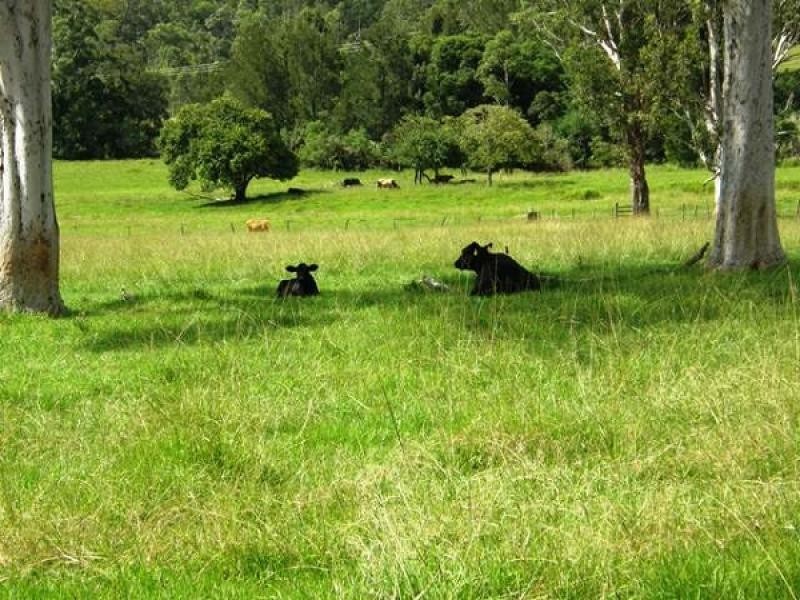 554 Middle Creek Road, Kangaroo Creek, Grafton NSW 2460