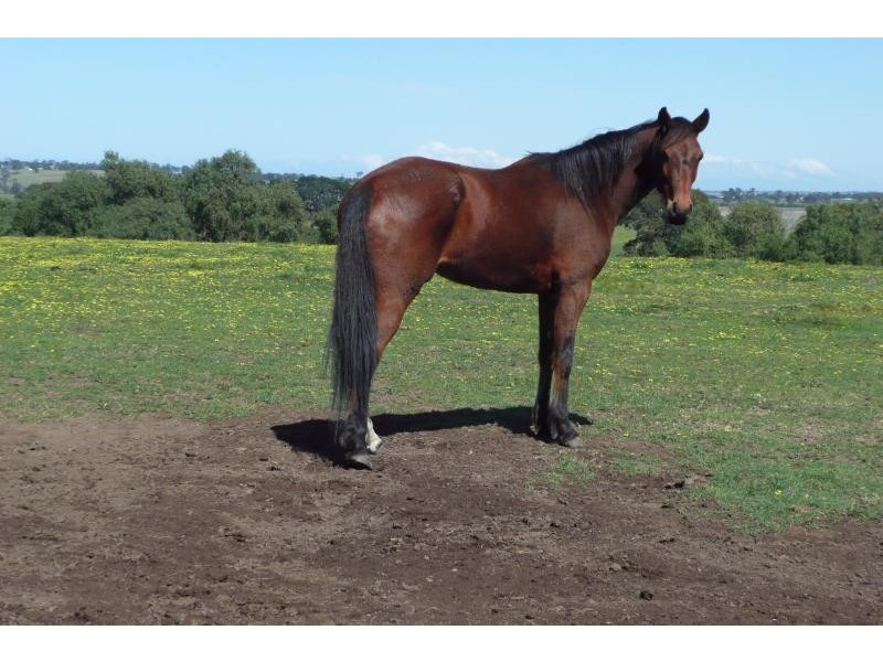 45 Bylands Court, Swan Reach VIC 3903