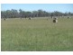 Bairnsdale VIC 3875