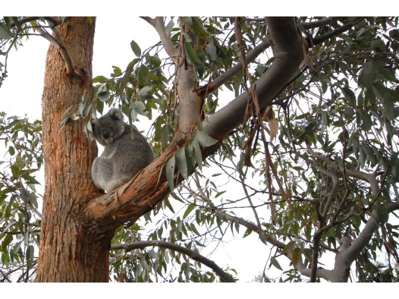 76 Eleventh Parade, Raymond Island VIC 3880