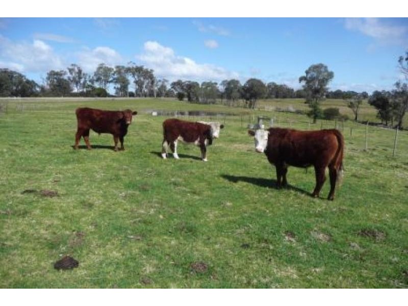 455 Great Alpine Road, Sarsfield VIC 3875