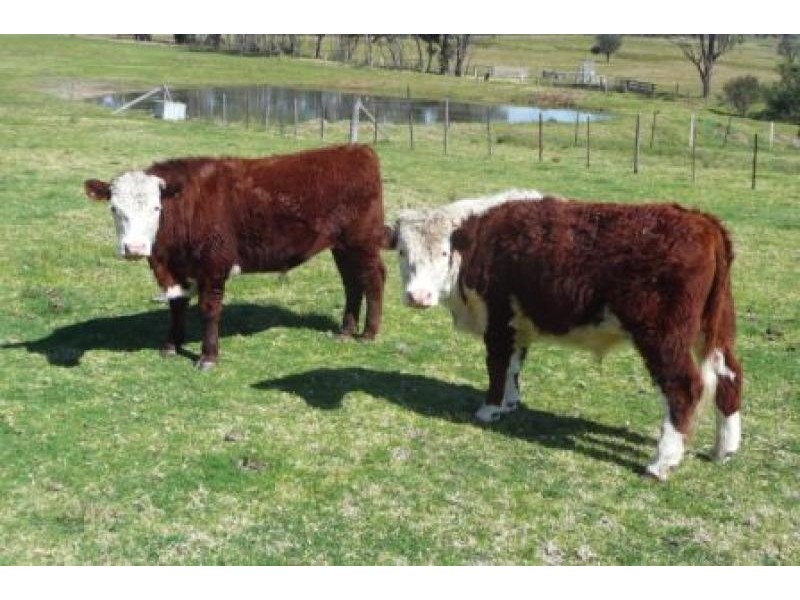 455 Great Alpine Road, Sarsfield VIC 3875