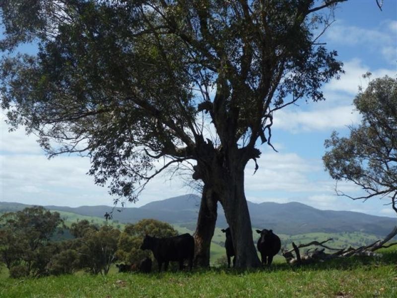 700 Reedy Creek Road, Ensay VIC 3895