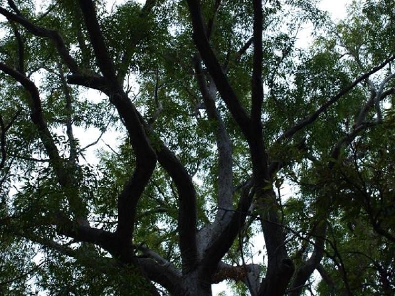 Lot 503 Mount French, Mount French QLD 4310