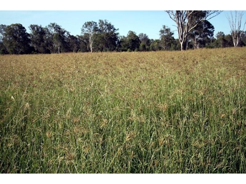 Jimboomba QLD 4280