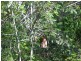 Jimboomba QLD 4280