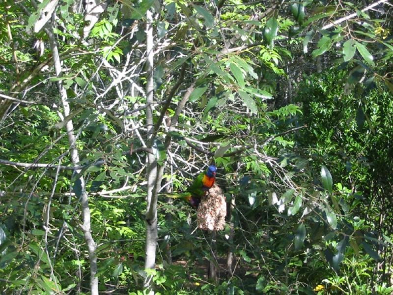 Jimboomba QLD 4280
