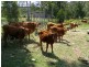 Eudlo QLD 4554