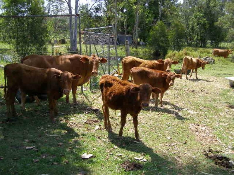 Eudlo QLD 4554