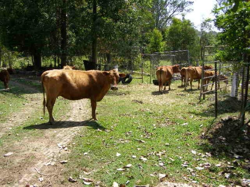 Eudlo QLD 4554