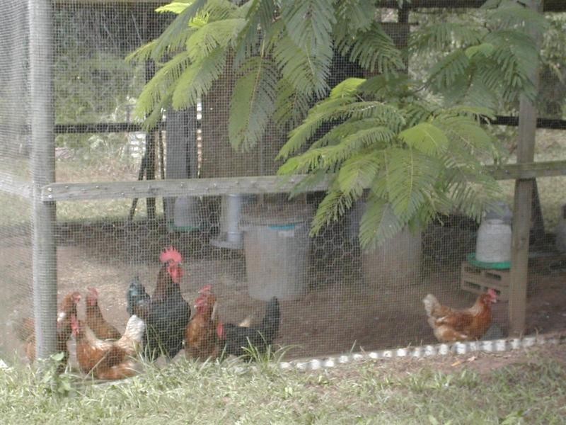 43 BAMBOO ROAD, Palmwoods QLD 4555