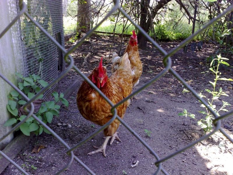 51 Blackbutt Rd, Palmwoods QLD 4555