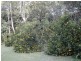 274 Yandina Cooloolabin Road, Yandina QLD 4561