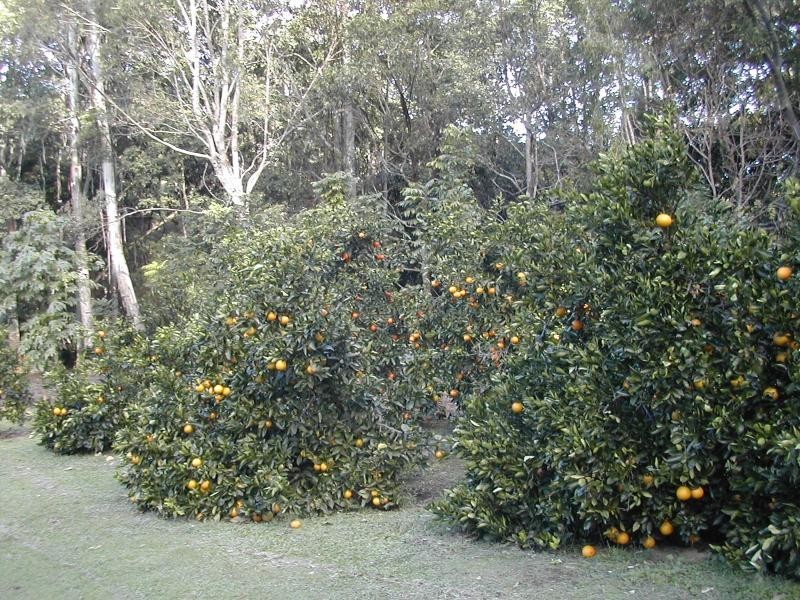 274 Yandina Cooloolabin Road, Yandina QLD 4561