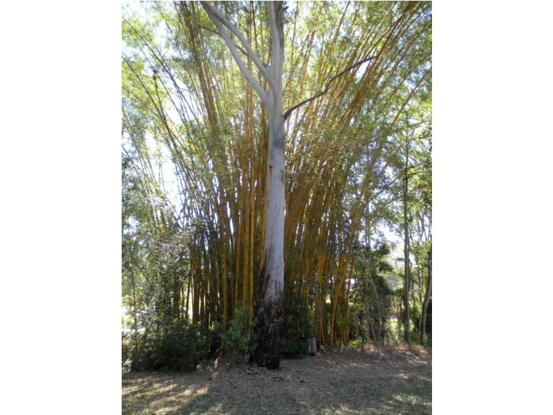 55 Palmwoods School Road, Palmwoods QLD 4555