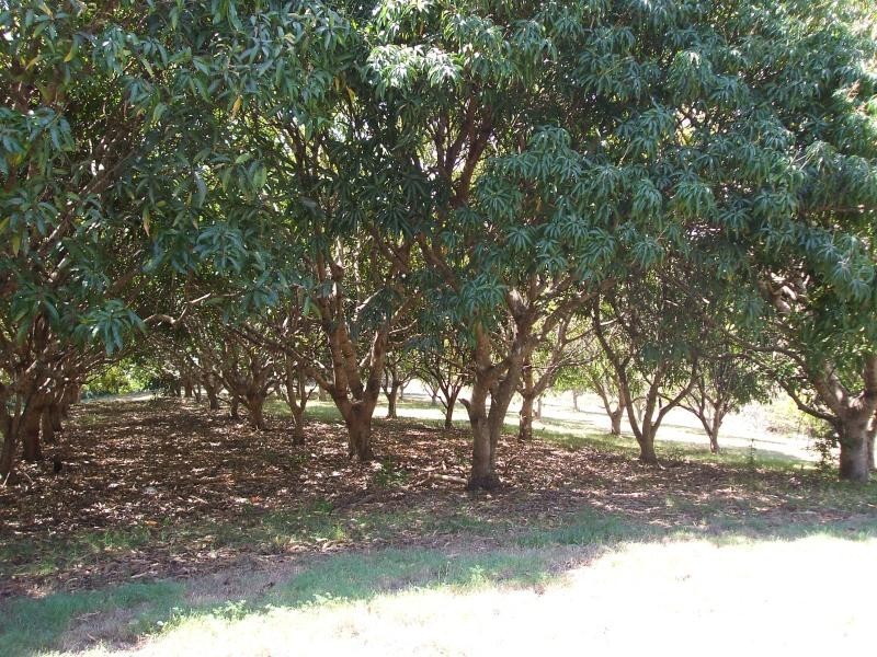 739 Diddillibah Road, Diddillibah QLD 4559