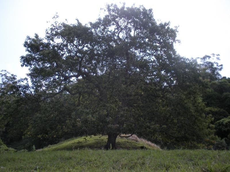 Hunchy QLD 4555