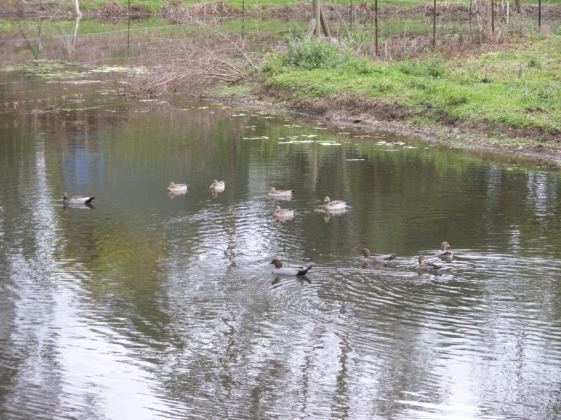 Mooloolah Valley QLD 4553