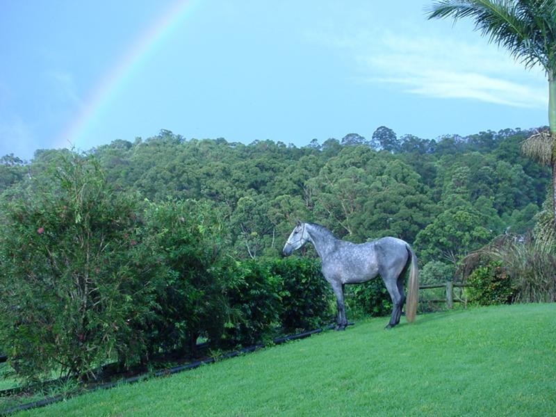 124 Radbourne Road, Tanawha QLD 4556