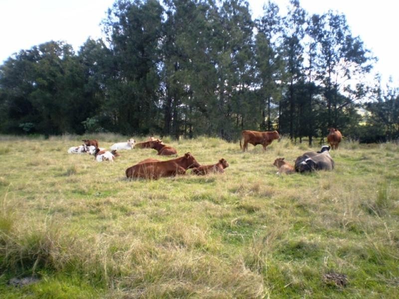 176 Cookes Road, Maleny QLD 4552