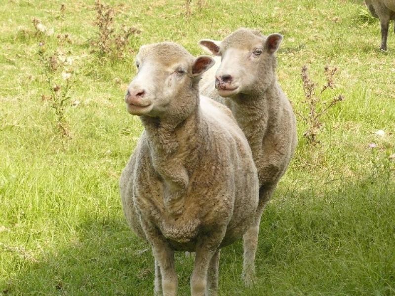 50 Castle Rd, Orchard Hills NSW 2748