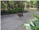 Cardwell QLD 4849