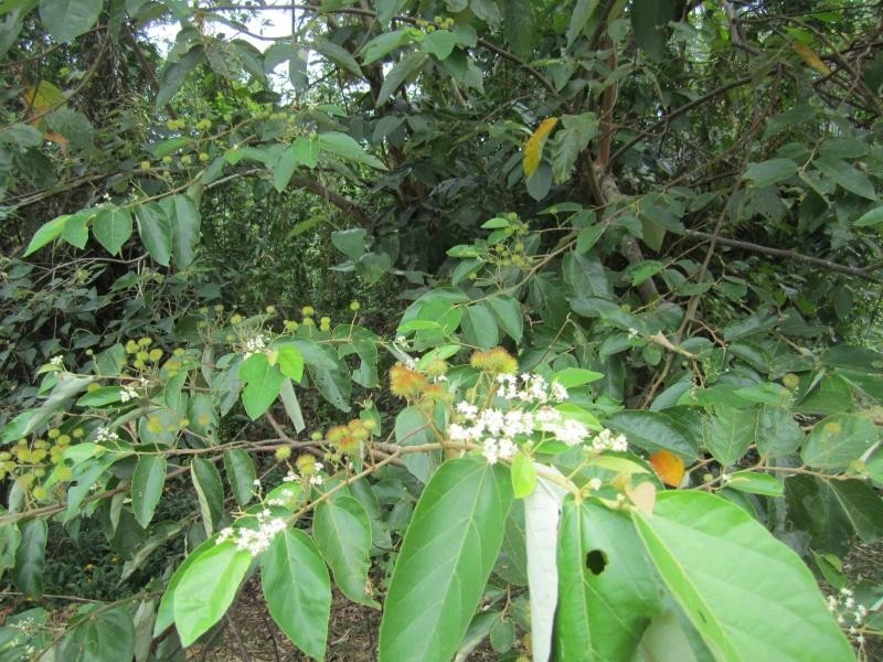 Lot 1/23 The Boulevard, Mission Beach QLD 4852