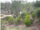 Lot 48 Idyll Acres, Morgan SA 5320