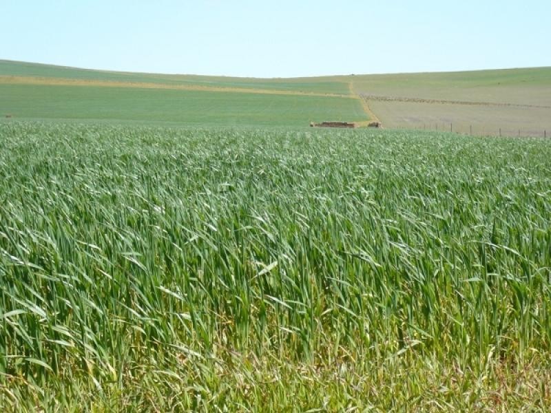 Mount Bryan SA 5418