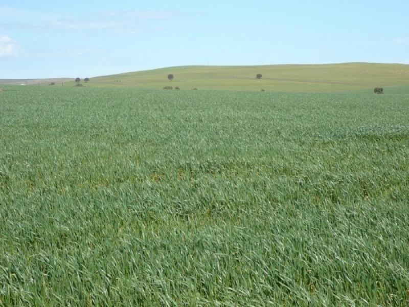 Mount Bryan SA 5418