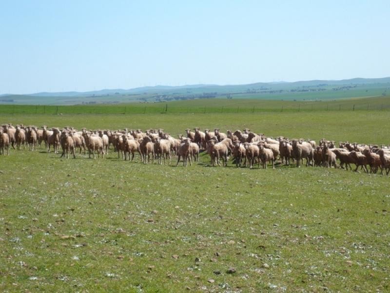 Mount Bryan SA 5418