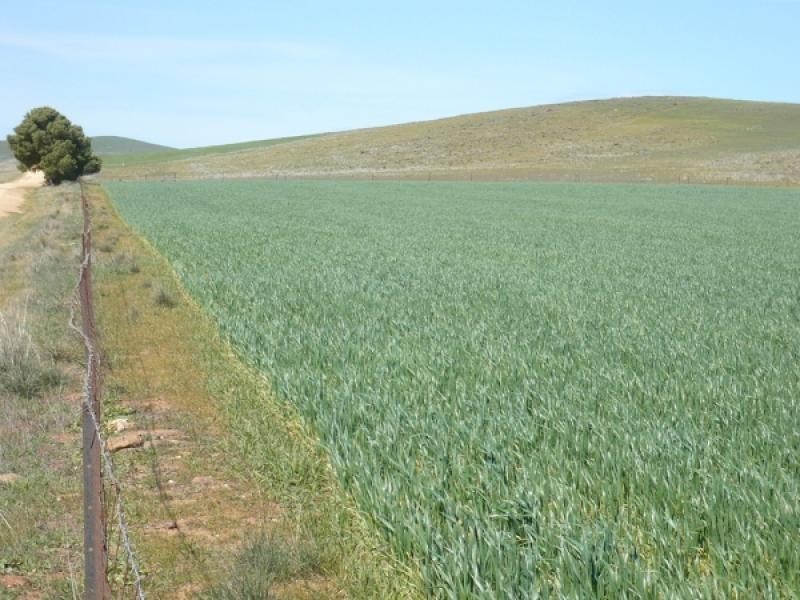 Mount Bryan SA 5418