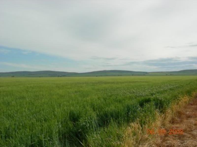 387.59ha Barkulla 958 acs, Koolunga SA 5464