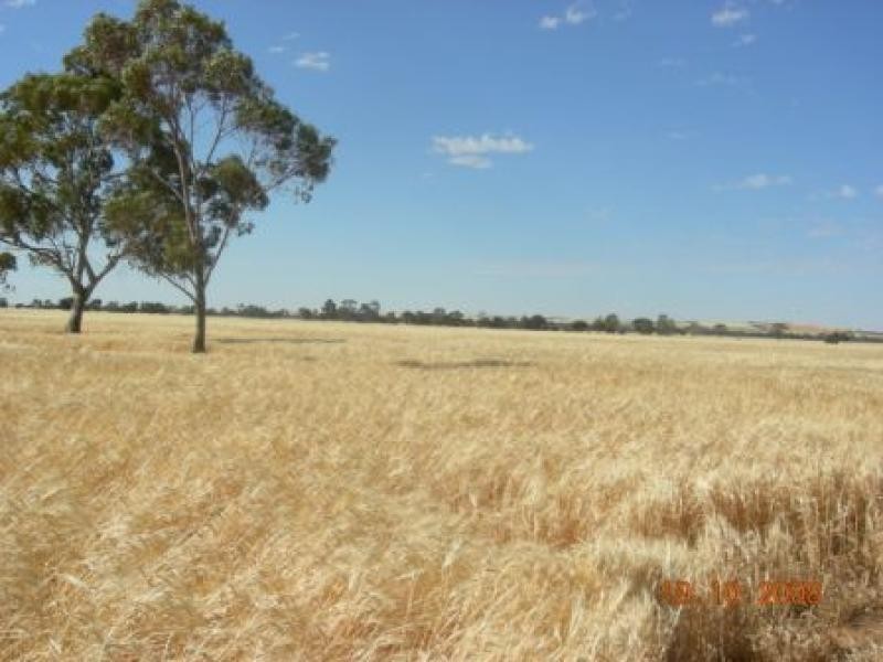 387.59ha Barkulla 958 acs, Koolunga SA 5464