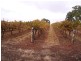 Sevenhill SA 5453