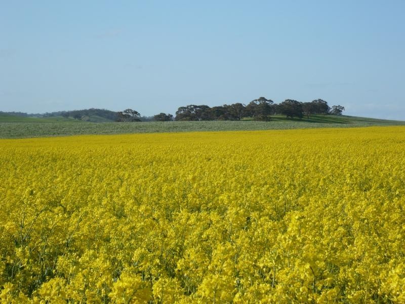 345ha HALLS 852.56 acs, Auburn SA 5451