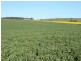 345ha HALLS 852.56 acs, Auburn SA 5451