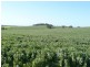 345ha HALLS 852.56 acs, Auburn SA 5451