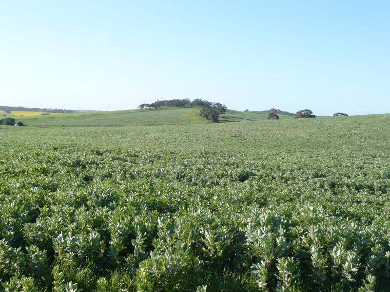 345ha HALLS 852.56 acs, Auburn SA 5451