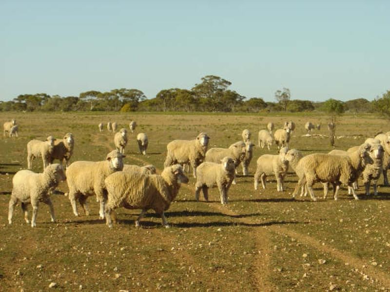 13 ,214.5ha, Morgan SA 5320