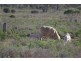 13 ,214.5ha, Morgan SA 5320