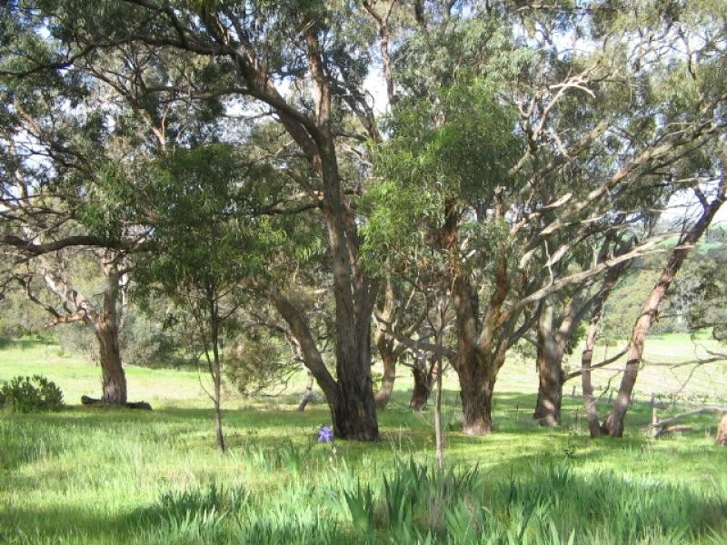 Section 513/ Lamkin Road, Auburn SA 5451