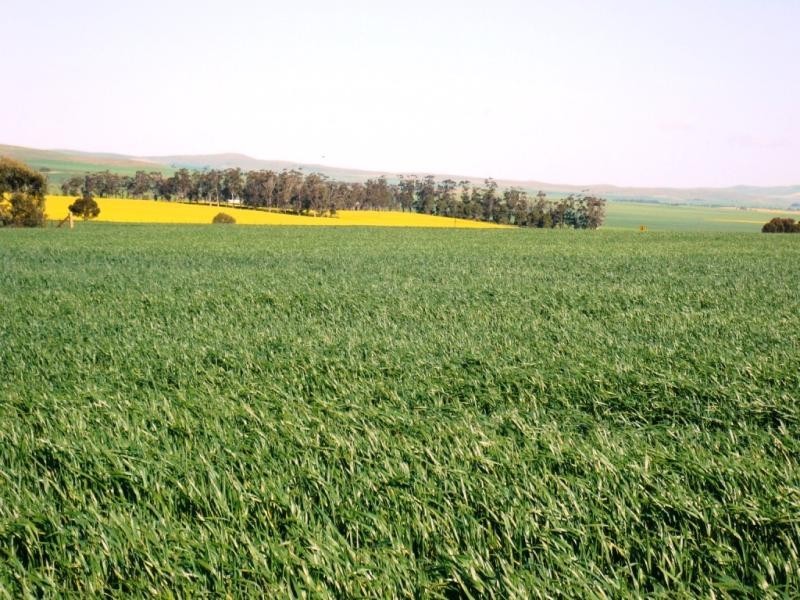 150.5ha Shanes 372 acs, Spalding SA 5454