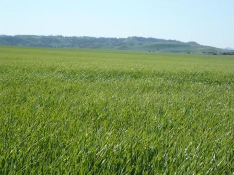 150.5ha Shanes 372 acs, Spalding SA 5454