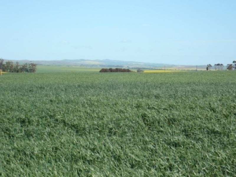 150.5ha Shanes 372 acs, Spalding SA 5454