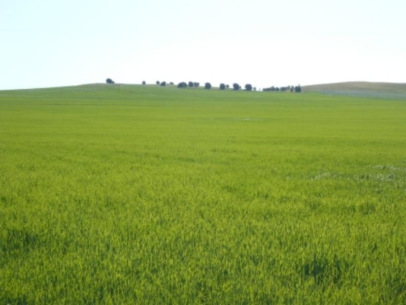 150.5ha Shanes 372 acs, Spalding SA 5454