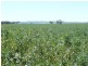 179 .48ha Narangga 443.5acs, Halbury SA 5461